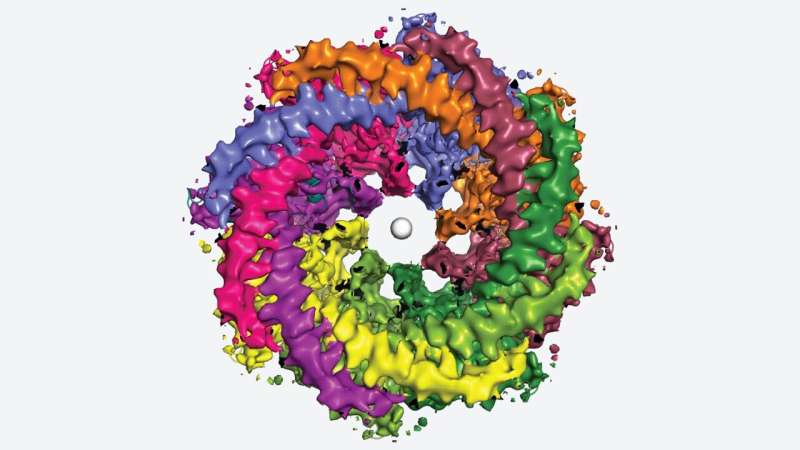 This eight-armed octopus-like pore detects taste